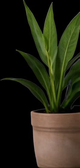 Green potted plant