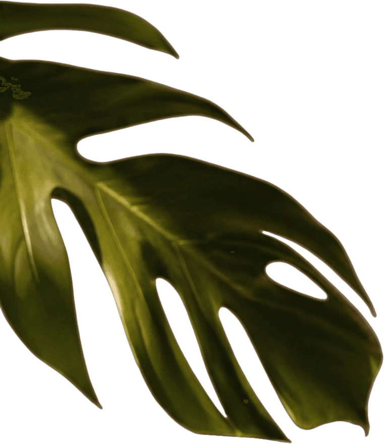 Livello 9 — Foglia di monstera