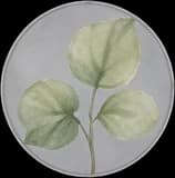 Bottom circular green leaf illustration