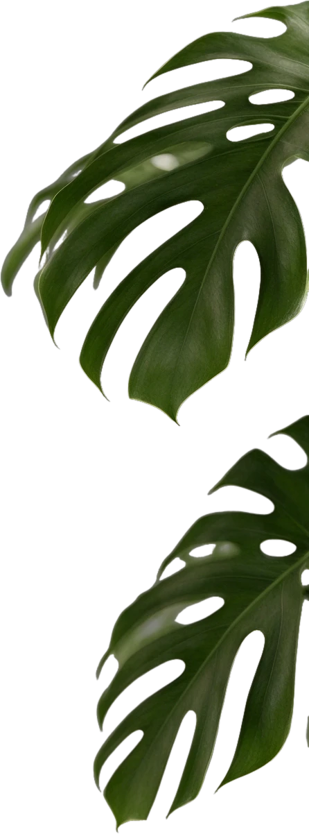 Monstera leaf