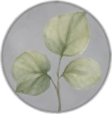 Bottom circular green leaf illustration